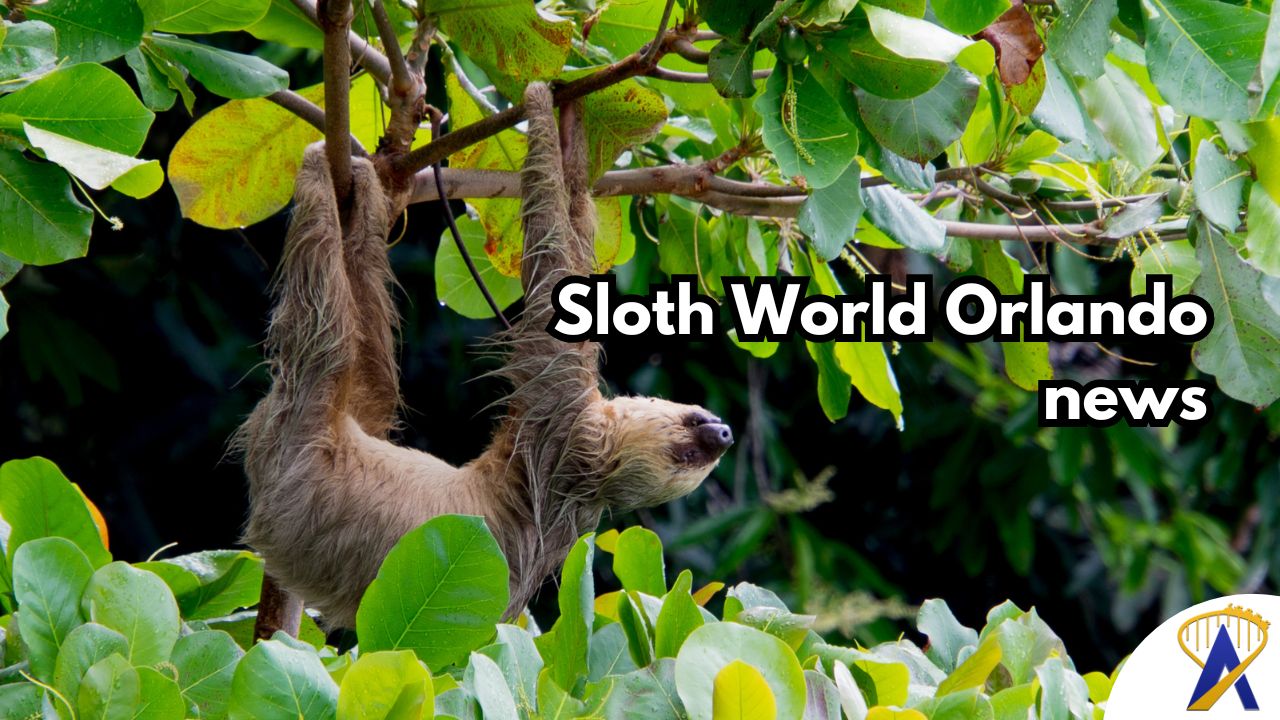 ‘Sloth World’ inspection report reveals multiple sloth deaths in Orlando – what happens now