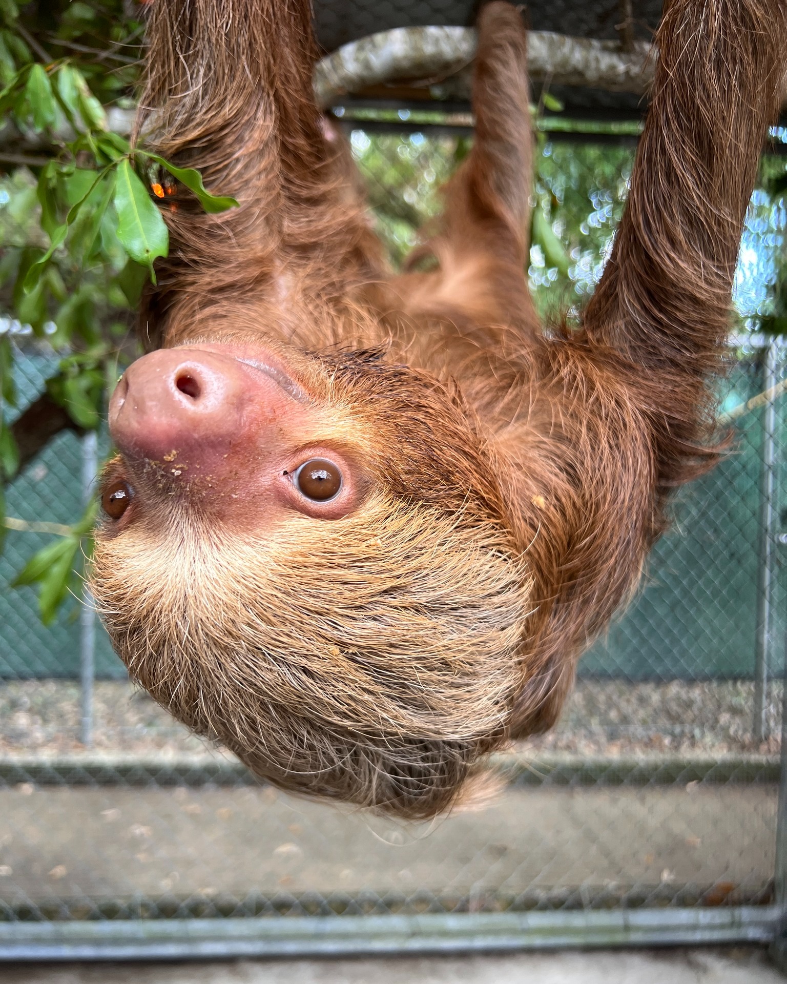 Sloth World sloths now under the care at Central Florida Zoo - Photo from Central Florida Zoo & Botanical Gardens