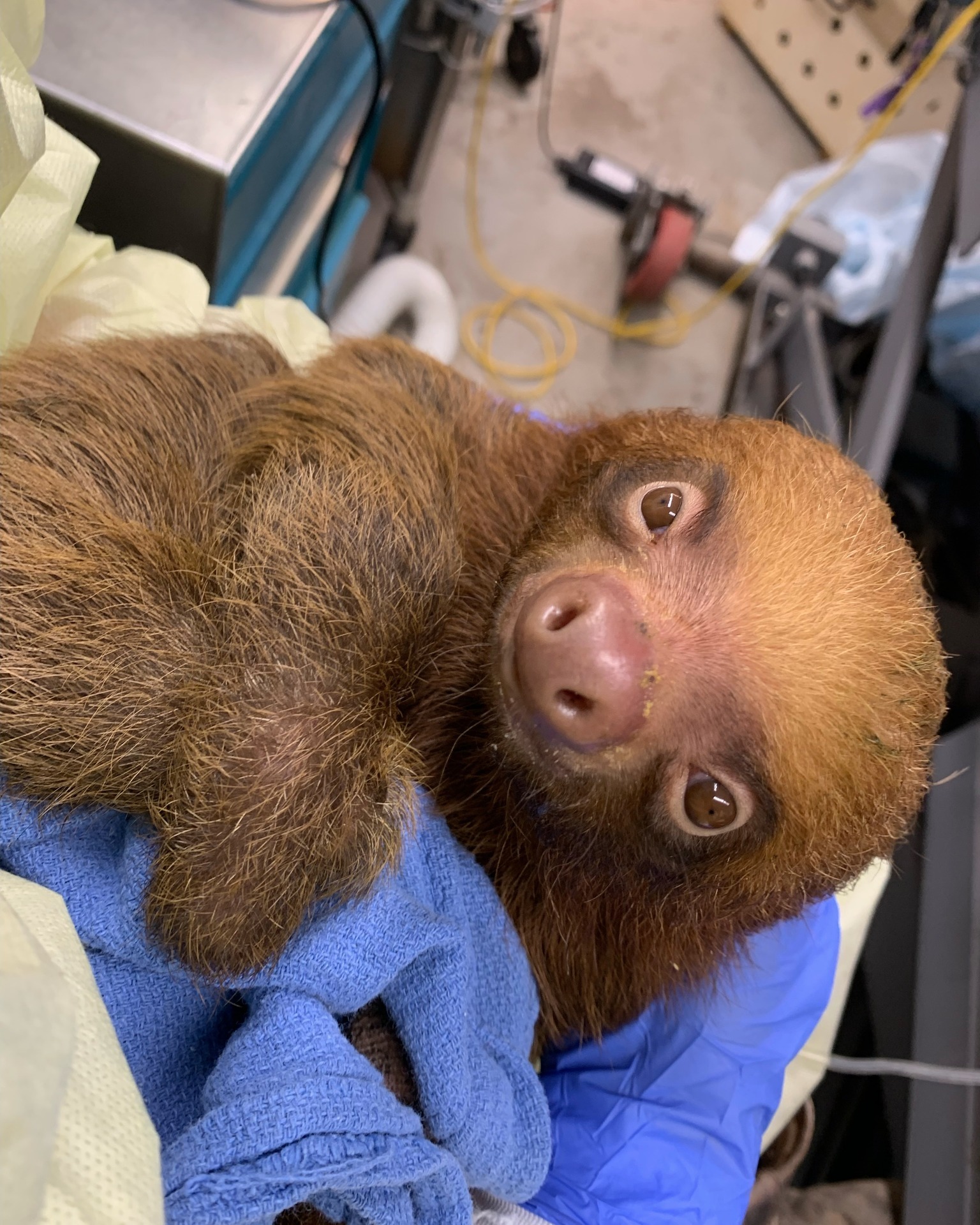 Sloth World sloths now under the care at Central Florida Zoo - Photo from Central Florida Zoo & Botanical Gardens