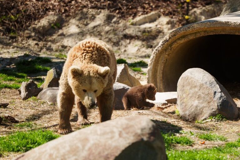 From a rescued manatee to bear cubs, theme parks are full of cute ...