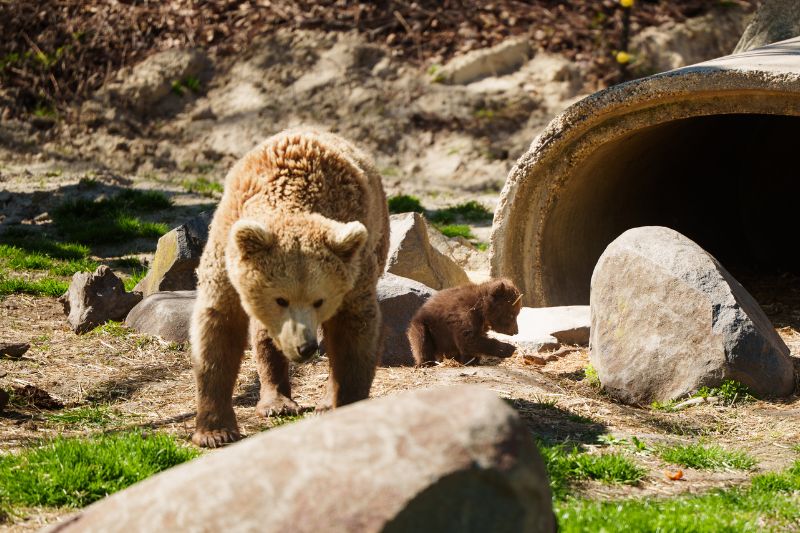 brown bear cub named JJ with mom at Six Flags Great Adventure