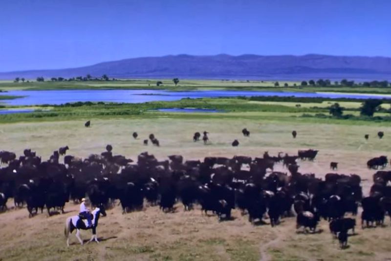 Cowboy and cattle soarin' across America