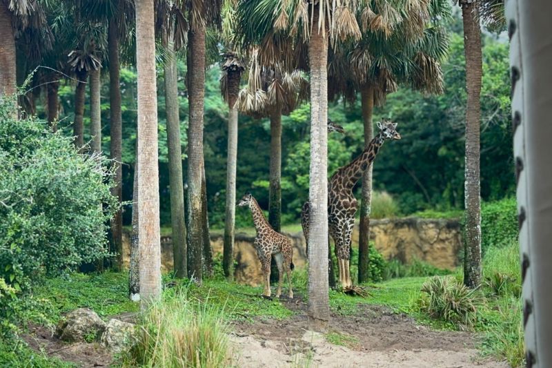 three giraffes standing on hill and palm trees, one is a small baby