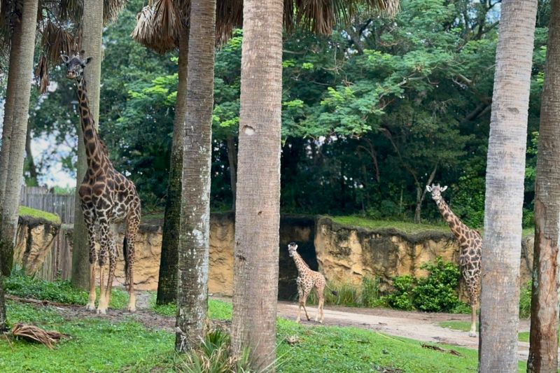 three giraffes walking on hill and palm trees, one is a small baby