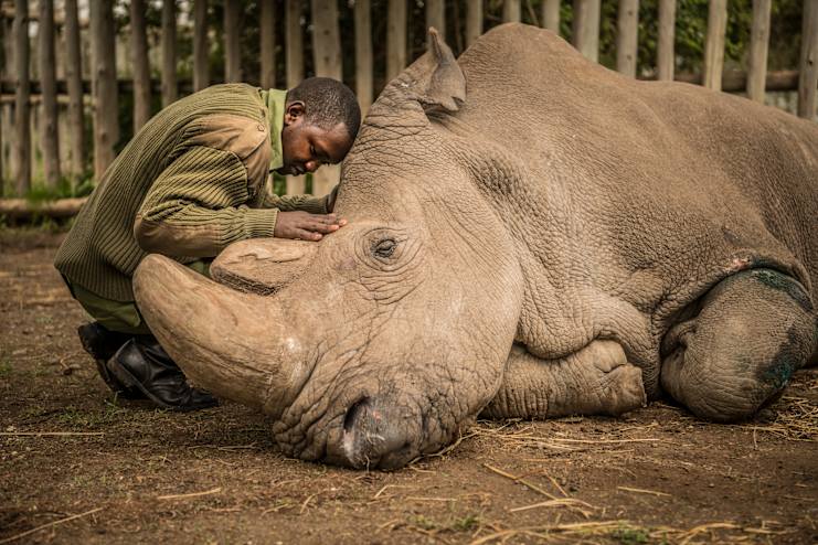 photo of the last male northern white rhinoceros with his keeper
