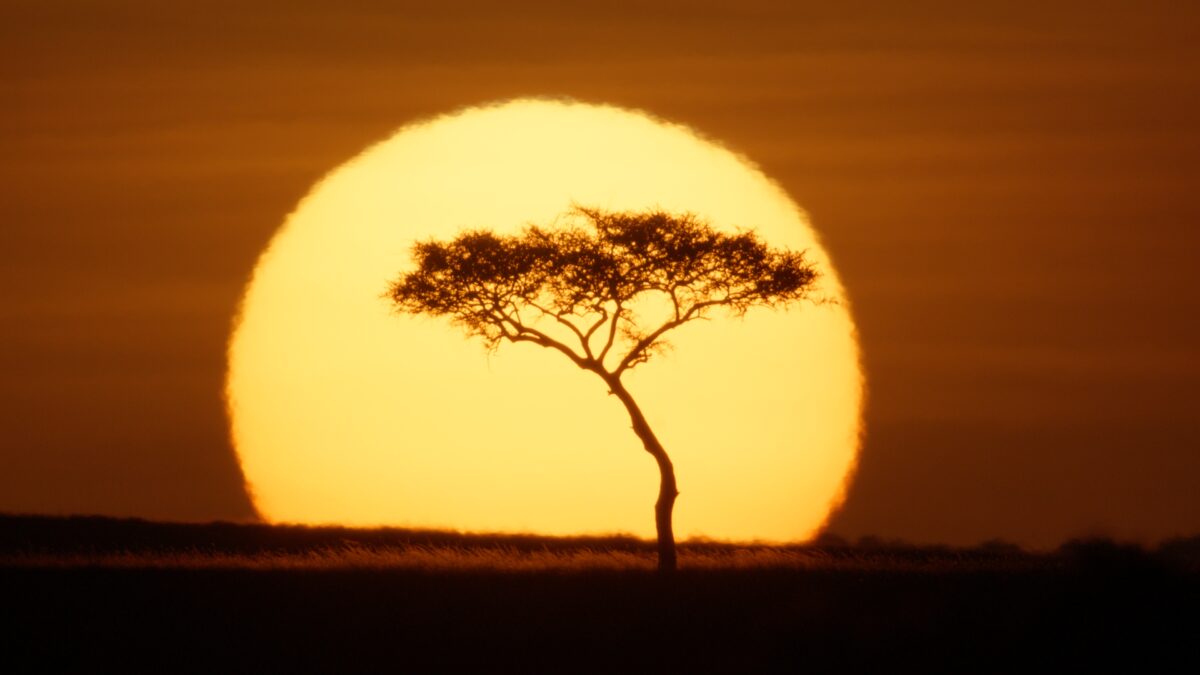 A lone tree is silhouetted against the rising sun
