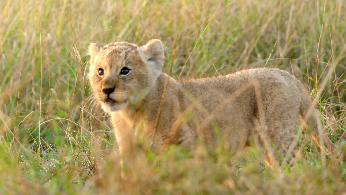 Kio the lion cub in grass