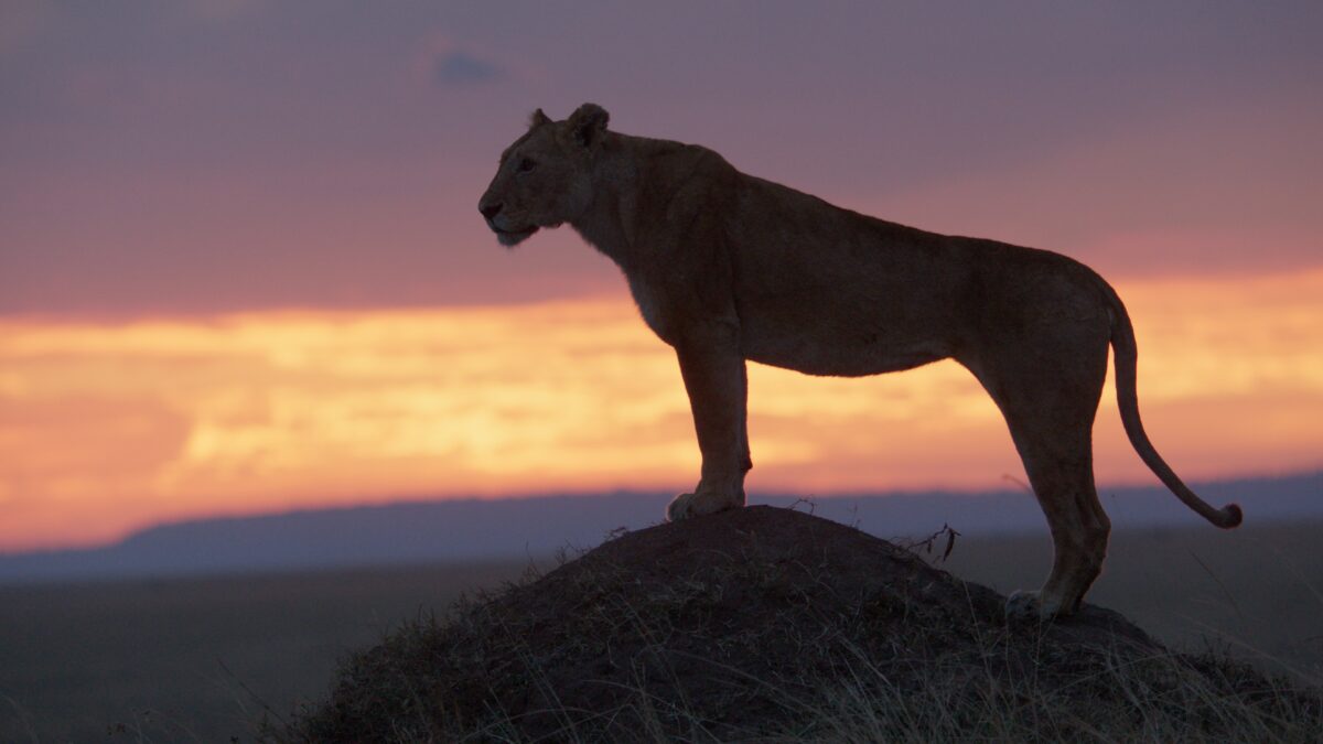 Lion stands atop a mound at sunset