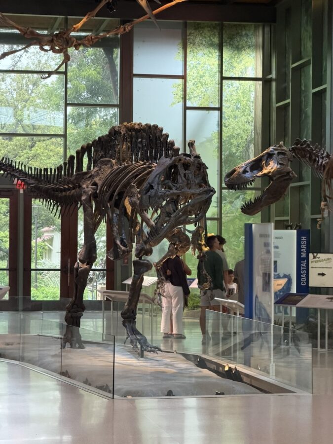 San Antonio Witte Museum dinosaur skeleton