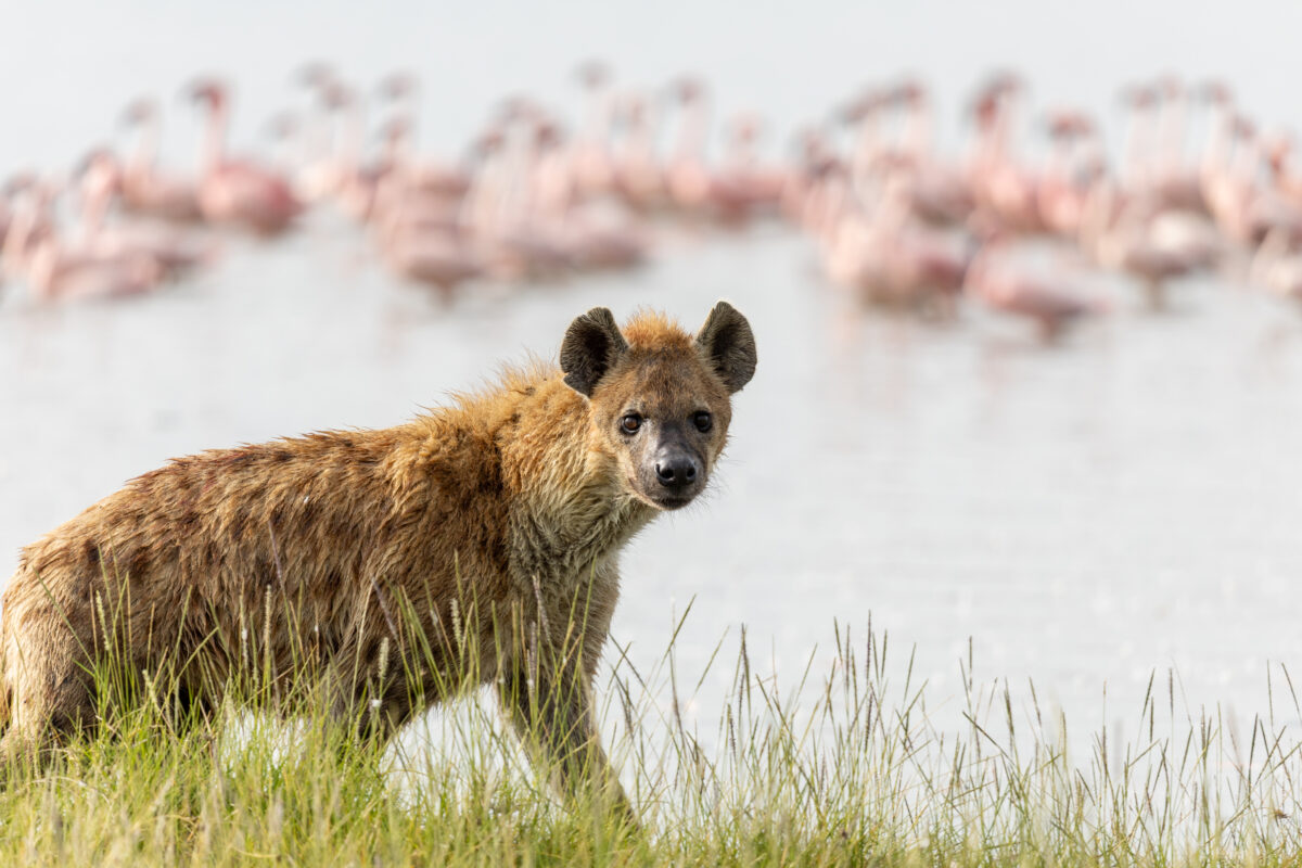 A spotted hyena walking along the lake shore with flocks of flamingoes in the background