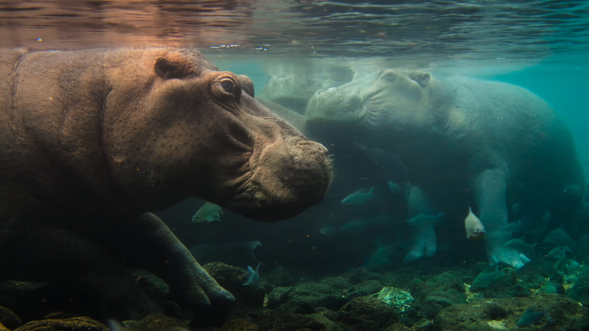 Hippos resting in the water
