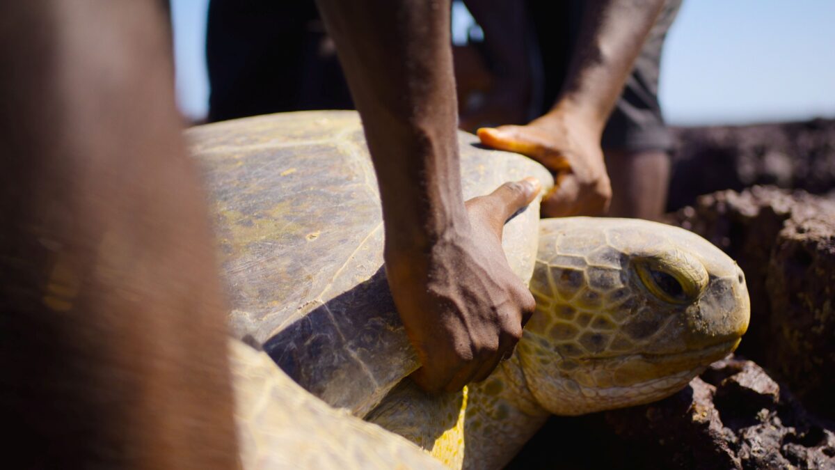 Conservationists rescue a green turtle stranded on an exposed coral reef. 